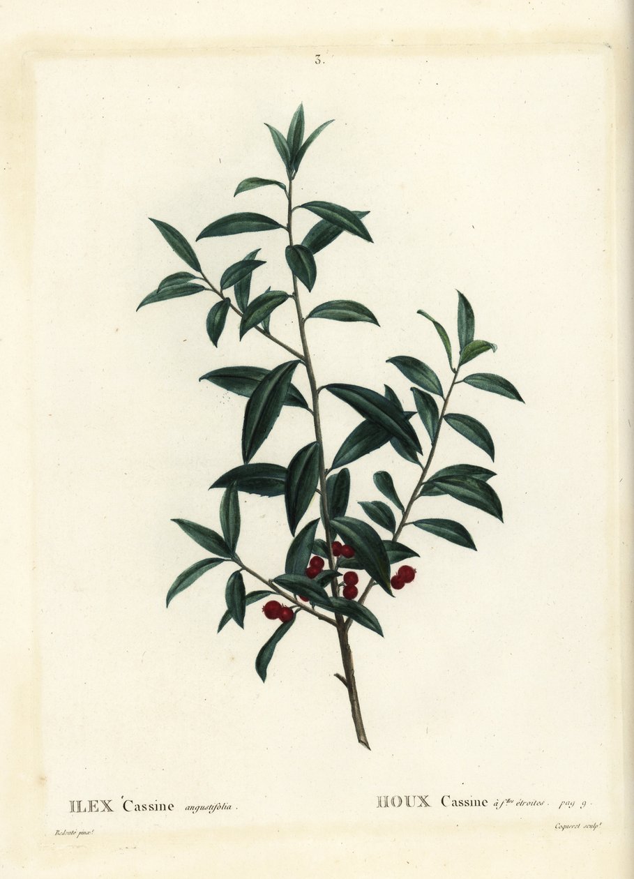 大王ヒイラギ（Ilex cassine）。パリで出版されたHenri Louis Duhamel du Moncelの『Treat des Arbres et Shrustes』に掲載されたPierre-Joseph Redouteの挿絵をもとに、Coqueretが描いた手彩色のスティプル・エングレーヴィング。 作： ピエール・ジョゼフ・ルドゥーテ
