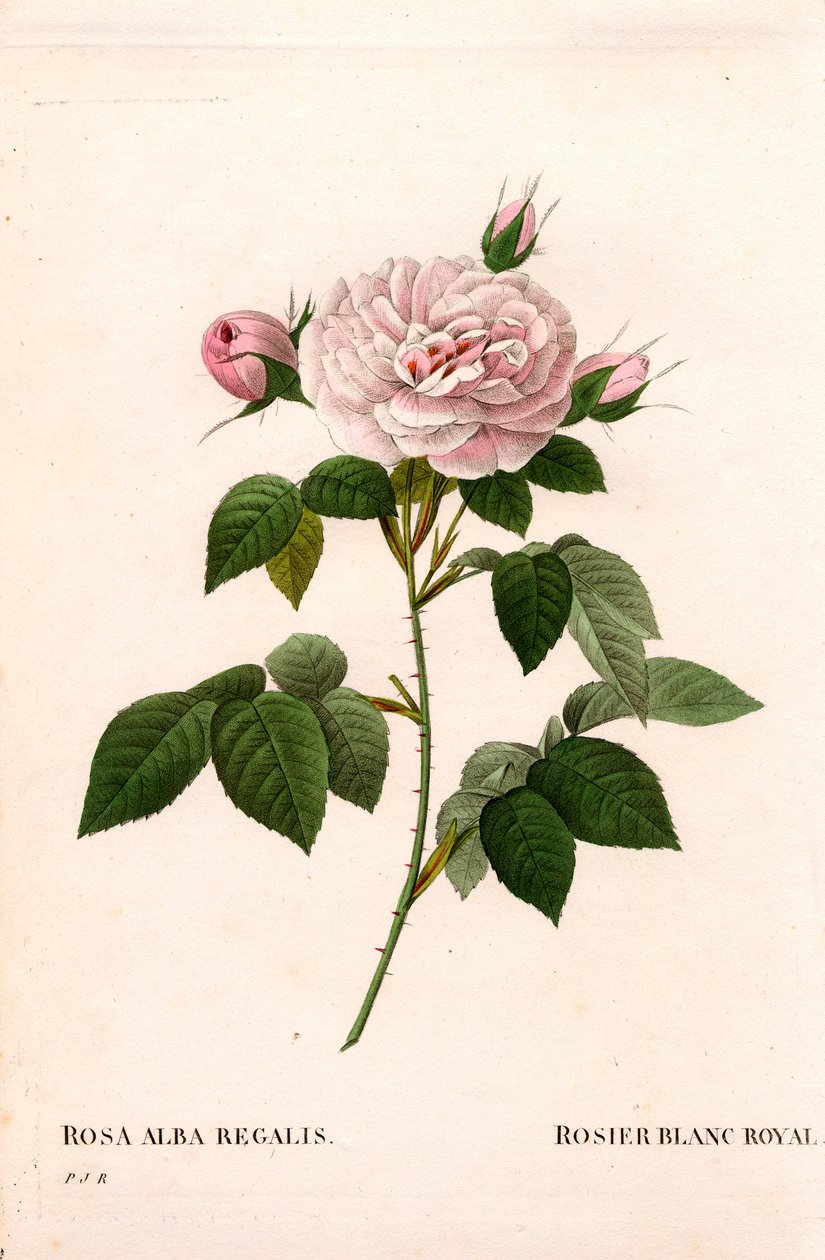 乙女のピンクブラッシュ、ロイヤルホワイトローズ（Rosa alba var.incarnata）。ピエール・ジョセフ・ルドゥーテの「Les Roses」（パリ）に掲載された手彩色のスティプル銅版画 作： ピエール・ジョゼフ・ルドゥーテ