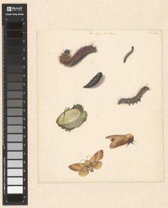 ボンビア ネウストリアのさまざまな毛虫、蛾、卵、繭が描かれた学習シート
