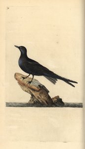 クロアジサシ、Chlidonias niger。エドワード・ドノバンがロンドンで出版した「英国鳥類博物誌」から描いて彫った手彩色の銅版画。