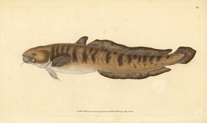 バーボット、ロタ・ロタ（Gadus lota）。エドワード・ドノヴァンが、ロンドンのDonovan and F.C. and J. Rivington社の『Natural History of British Fishes』から描いて彫った手彩色の銅版画。