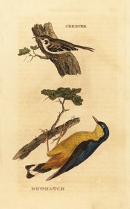 Eurasian Treecreeper (Certhia familiaris), Eurasian Nuthatch (Sitta europaea)