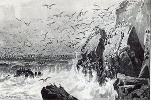 カモメの出没、「レジャーアワー」から、1888