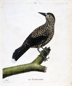 動物園ボード（鳥類学）：枝についたクルミ割り人形（ハエの実、ヌシフラガ・カリオカッタク）。フランソワ・ニコラ・マルティネ（1731-1800）の「出現と感性の面で描かれた鳥類の歴史」の挿絵。個人蔵。