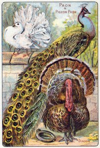プレート1：クジャクとクジャクバト、トルコ。Syllabary alphabet of birds and reptiles"(鳥類と爬虫類の五十音順アルファベット)のエングレーヴィング。19世紀後半、エピナルの印刷出版社、Serie A. Pellerin et Cie。クロモリトグラフ。8ページの小さな広告アルバムに五十音図と