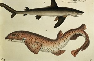 より少ない斑点を付けられたドッグフィッシュ、HRシンツによる「魚の自然史とイラスト」からのPl.93、1836