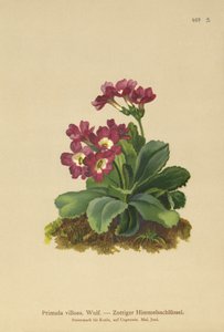 山プリムラ（プリムラvillosa）