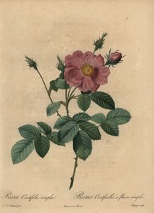 ピンクローズ（Rosa centifolia simplex）。