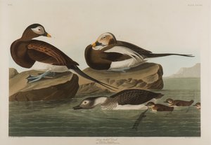 ロングテールアヒル、1836年（紙にトイレ） 作： John James Audubon