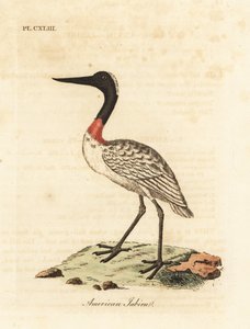 ウッド ストック、Mycteria americana (アメリカン ジャビル)。 ジョン・レイサムが自身の鳥類の一般史、ウィンチェスターから描いて彫刻した手彩色の銅版