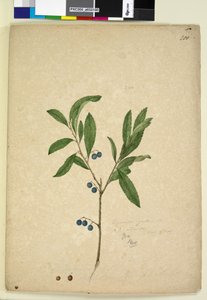 200ページ。Elaeocarpusreticulatus、c.1803-06（wc、ペン、インク、鉛筆）