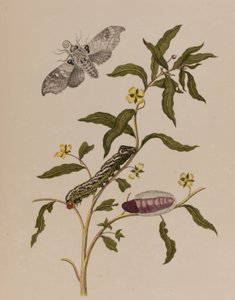 1705年に出版された「Metamorphosis insectorum Surinamensium」のイラスト。Ofte Verandering der Surinaamsche Insecten」（1705年出版）の図版（彩色済み彫刻）。