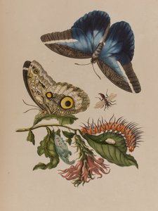 1705年に出版された「Metamorphosis insectorum Surinamensium」のイラスト。Ofte Verandering der Surinaamsche Insecten」（1705年出版）の図版（彩色済み彫刻）。