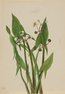アルムアローヘッド Sagittaria cuneata, 1923.
