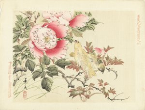 鳥と牡丹 景文の花鳥スケッチ 前編（連載タイトル） 景文課長画風全ペン