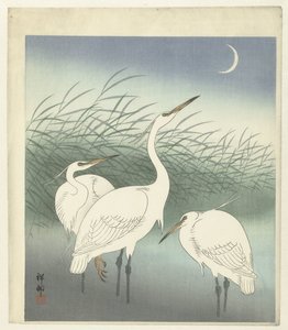 浅瀬のサギ