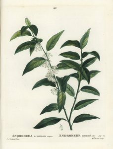 フェッターブッシュ（Andromeda acuminata）。パリのアンリ・ルイ・デュアメル・デュ・モンセルの『樹木と樹皮の扱い』に掲載されたピエール＝ジョセフ・ルドゥーテのイラストをもとに、ブレネ嬢が手彩色のスティプル・エングレーヴィングを施したもの。