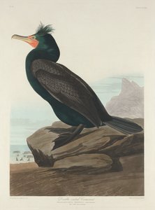 オオウミウ、1835年。