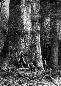 ジャイアントユーカリ、オーストラリア、1886