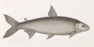 魚です。Le Characin