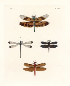 絵羽のトンボ、Rhyothemis variegata 1、フルボス・フォレスト・スキマー、Neurothemis fulvia 2、パイド・パディー・スキマー、Neurothemis tullia 3、シャドーダムゼル、Palaemnema paulina 4。ジョン・O・ウェストウッドによるドルー・ドルーリーの新版 "Il "からの手彩色リトグラフ。