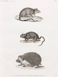 アレキサンドリアから来たネズミ；Echimis From Egypt；Eared hedgehog
