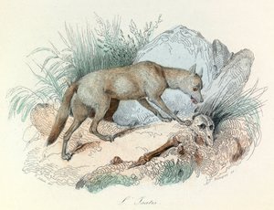 リンネの命名法とキュヴィエの分類による「ビュフォン全集」：動物北極の狐（エングレーヴィング）