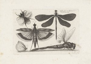 トンボ、蝶、マルハナバチ 昆虫（連載タイトル） Muscarum Scarabeorum (シリーズタイトル)