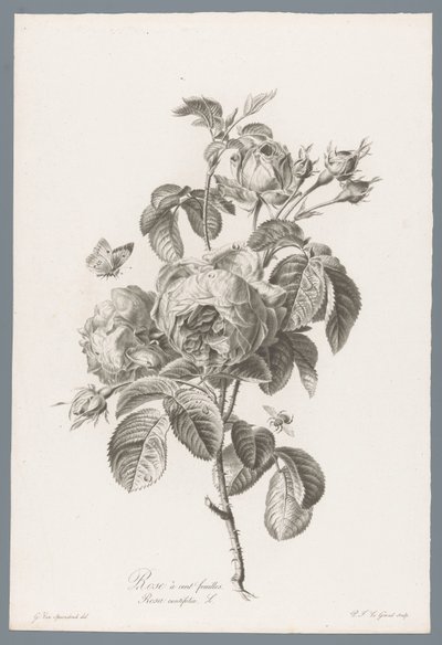 ホンダブラディジ ルース 百葉のバラ / Rosa centifolia L. (オブジェクトのタイトル) 自然が生んだ花 (…) (連載タイトル) 作： ジェラルド・ファン・スパエンドンク